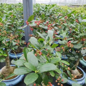 Bonsai Ilex fortunei
(2 Plants/Order)(23cmP 35cmH)