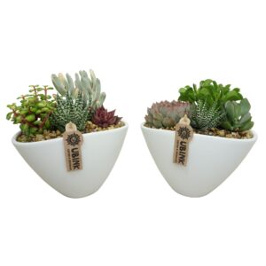 Succulenten Succulent Arrangement in 25 cm 'Wit Ovaal'
(3 Plants/Order)(25cmP 22cmH)