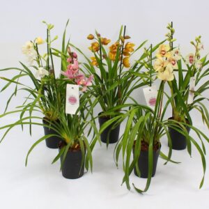 Cymbidium Cymbidium piccobello mix 2 spike
(6 Plants/Order)(14cmP 60cmH)