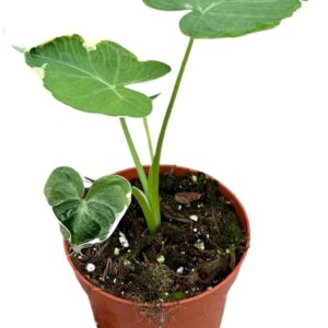 Alocasia Alocasia mickey mouse
(9 Plants/Order)(10.5cmP 20cmH)
