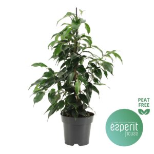 Ficus Danielle Ficus benjamina Danielle®
(8 Plants/Order)(14cmP 55cmH)