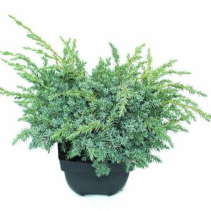 Juniperus squamata Blue Swede Juniperus squamata 'Blue Swede' P17
(6 Plants/Order)(17cmP 40cmH)