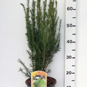 Taxus media Groenland Taxus media 'Groenland'
(1 Plants/Order)(19cmP 65cmH)
