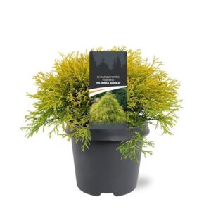 Chamaecyparis Filifera Au Chamaecyparis pis. 'Filifera Aurea'
(1 Plants/Order)(23cmP 40cmH)