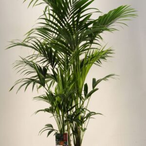 Howea forsteriana KENTIA - P27 H200 - 12PP (Howea forsteriana)
(1 Plants/Order)(27cmP 200cmH)