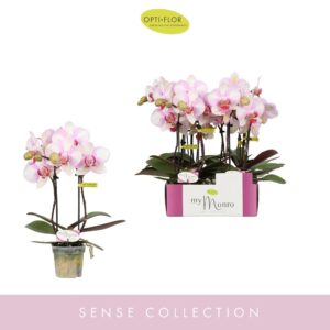 Phalaenopsis other pink (enkele ta MyMonro Make-up 2 spike
(22 Plants/Order)(7cmP 25cmH)