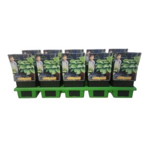 Hosta Sum and Substance Hosta 'Sum and Substance' P11
(10 Plants/Order)(11cmP 25cmH)