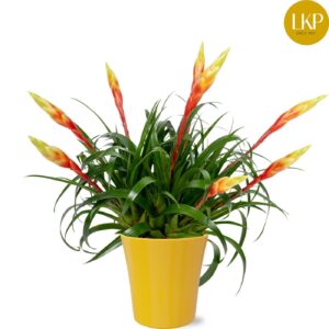 Vriesea Shannon Vriesea Multiflower Shannon dark yellow Coco
(6 Plants/Order)(13cmP 45cmH)