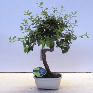Bonsai Quercus suber
(7 Plants/Order)(17cmP 45cmH)