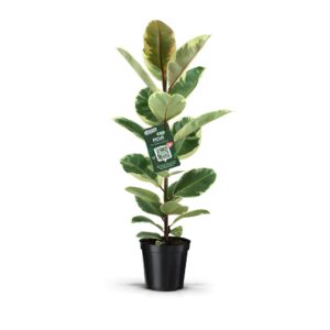 Ficus Tineke Ficus Elastica Tineke
(1 Plants/Order)(21cmP 90cmH)