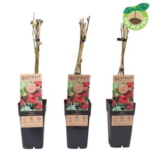 Rubus Loganberry Rubus 'Thornless Loganberry', P15
(10 Plants/Order)(15cmP 50cmH)