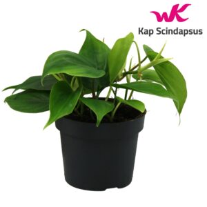 Philodendron scandens Philondendron Scandens
(10 Plants/Order)(12cmP 20cmH)