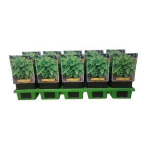 Hosta other Hosta 'Invincible' P11
(10 Plants/Order)(11cmP 25cmH)