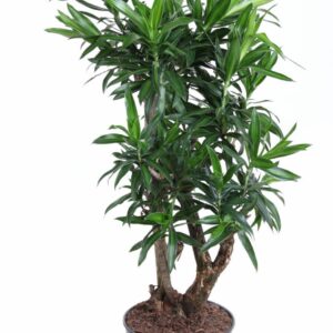 Dracaena Song of Jamaica Dracaena Song Of Jamaica busch P27
(1 Plants/Order)(27cmP 120cmH)