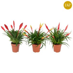 Vriesea Multiflora type mixed 2 s Vriesea Multiflower mixed (Met Hoes)
(6 Plants/Order)(12cmP 40cmH)