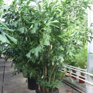 Caryota mitis Caryota mitis
(1 Plants/Order)(70cmP 400cmH)