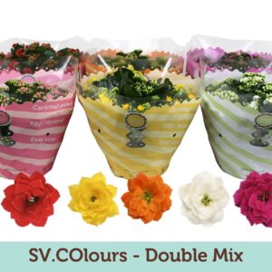 Kalanchoe Kalanchoë Double mix in SV.COloursleeve
(14 Plants/Order)(23cmP 27cmH)