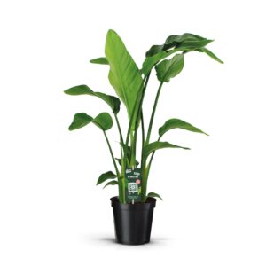 Strelitzia nicolai Strelitzia Nicolai 19 3 STEKKEN!
(1 Plants/Order)(19cmP 90cmH)