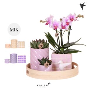 Arrangement Phalaenopsis Kolibri Gift Set Optimism
(1 Plants/Order)(30cmP 40cmH)