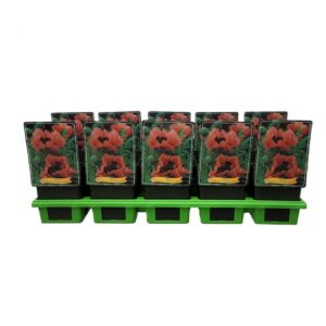 Papaver Forncett Summer Papaver 'Fornsett Summer' P11
(10 Plants/Order)(11cmP 25cmH)