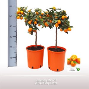 Fortunella margarita TST
(3 Plants/Order)(19cmP 55cmH)