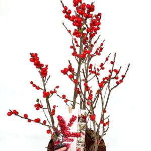 Ilex verticillata Ilex verticillata 'bonfire' pbr 3 spike +, eind september red
(6 Plants/Order)(17cmP 75cmH)