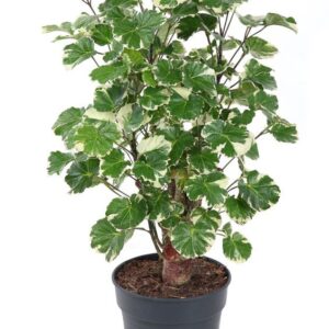 Polyscias Balfourii Polyscias Balfouriana busch P19
(1 Plants/Order)(19cmP 70cmH)