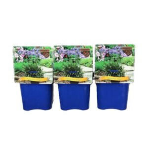 Agapanthus Agapanthus 'Wolga' C5
(1 Plants/Order)(21cmP 35cmH)