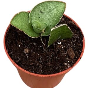 Sansevieria other Sansevieria Tower Gray
(12 Plants/Order)(6cmP 5cmH)