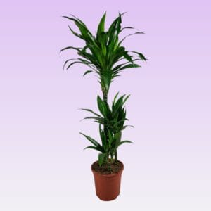 Dracaena Janet Craig Dracaena Janet Craig 60-30-15 100cm
(1 Plants/Order)(21cmP 100cmH)