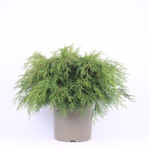 Microbiota decussata Microbiota decussata
(1 Plants/Order)(23cmP 45cmH)