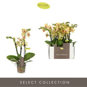 Phalaenopsis Multiflora Optifriend Stella 3 spike
(8 Plants/Order)(7cmP 25cmH)