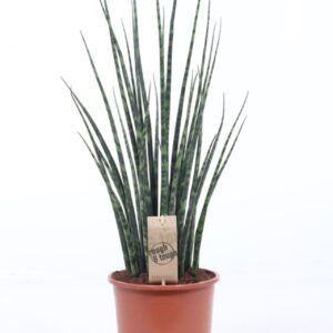 Sansevieria Fernwood Sansevieria 'Fernwood' Mikado
(1 Plants/Order)(19cmP 70cmH)