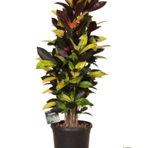 Codiaeum Mrs Iceton Codiaeum var. Mrs. Iceton busch
(1 Plants/Order)(23cmP 100cmH)