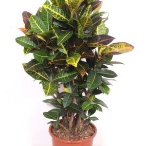 Codiaeum Petra Codiaeum Petra (Croton Petra)
(1 Plants/Order)(27cmP 110cmH)