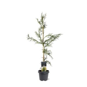 Cryptomeria Rasen Cryptomeria japonica 'Rasen'
(1 Plants/Order)(23cmP 90cmH)