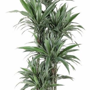 Dracaena Warneckei Dracaena Warneckei 120-carrousel
(1 Plants/Order)(34cmP 160cmH)