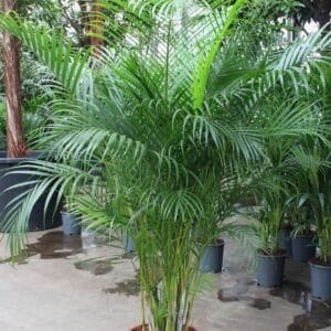 Chrysalidocarpus Dypsis lutescens 'Areca'
(1 Plants/Order)(40cmP 210cmH)