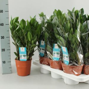 Zamioculcas zamiifolia zamioculcas 14 cm
(7 Plants/Order)(14cmP 45cmH)