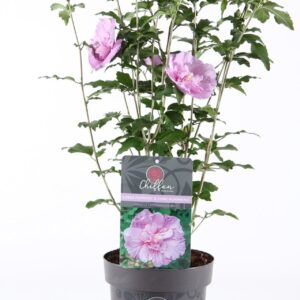 Hibiscus syriacus Lavender Chiffon Hibiscus syr. 'Lavender Chiffon'® P19/C3
(1 Plants/Order)(19cmP 55cmH)
