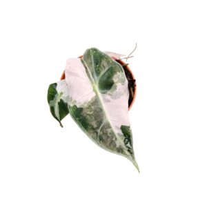 Alocasia Alocasia Polly Variegata
(2 Plants/Order)(7cmP 10cmH)