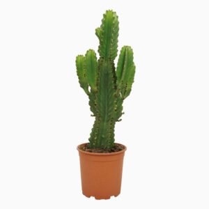 Euphorbia Ingens Euphorbia ingens 21 cm
(3 Plants/Order)(21cmP 60cmH)