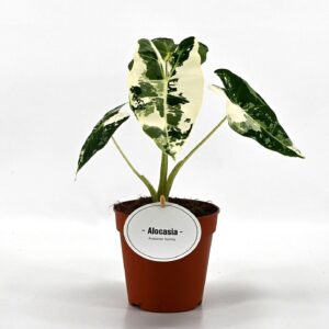 Alocasia Alocasia Frydek Variegata
(8 Plants/Order)(12cmP 40cmH)