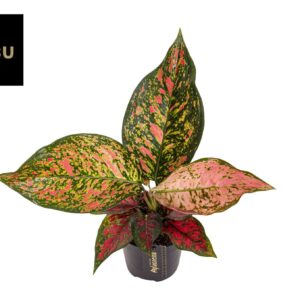 Aglaonema Coral Red Aglaonema Coral Red
(6 Plants/Order)(12cmP 30cmH)