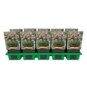 Allium senescens Allium senescens 'Lisa Green' P11
(10 Plants/Order)(11cmP 25cmH)