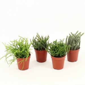 Rhipsalis mix Rhipsalis mixed P5,5 mini
(12 Plants/Order)(5.5cmP 10cmH)