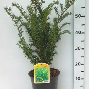 Taxus other Taxus media 'Green Mountain'
(1 Plants/Order)(19cmP 55cmH)