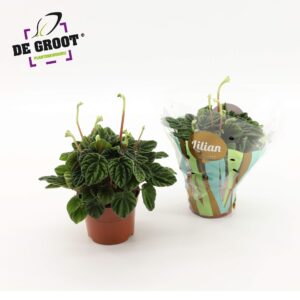 Peperomia Lilian Peperomia Lilian
(6 Plants/Order)(12cmP 30cmH)