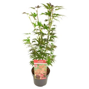 Acer palmatum Atropurpureum Acer palm. 'Atropurpureum'
(5 Plants/Order)(19cmP 65cmH)