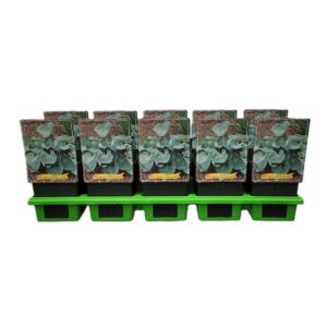 Hosta other Hosta 'Abiqua Drinking Gourd' P11
(10 Plants/Order)(11cmP 25cmH)